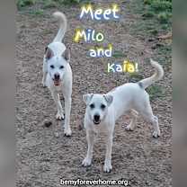 Thumbnail photo of Milo #3