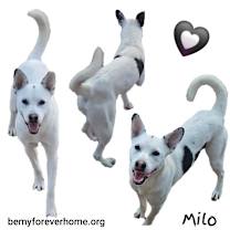 Thumbnail photo of Milo #4