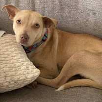 Thumbnail photo of Malachite (AL) #3