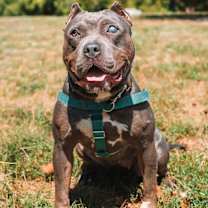 Thumbnail photo of Scarlet #1