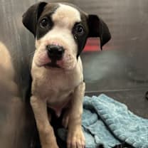 Thumbnail photo of Piplup #2