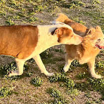 Thumbnail photo of LITTLE DUDE & PRINCE #1