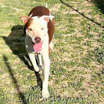 Thumbnail photo of LITTLE DUDE & PRINCE #2