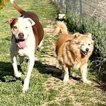 Thumbnail photo of LITTLE DUDE & PRINCE #4