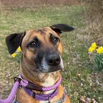 Thumbnail photo of Millie #4