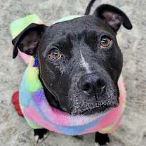 Thumbnail photo of Bella #1