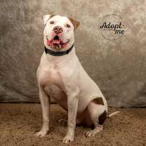 Thumbnail photo of Apollo- $70 Bissell Sponsored Adoption Fee! #2