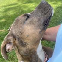 Thumbnail photo of Goldie #4