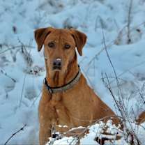 Thumbnail photo of Kona #1