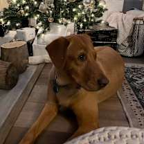 Thumbnail photo of Kona #2