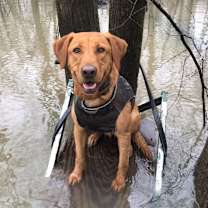 Thumbnail photo of Kona #4