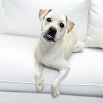 adopt-pet