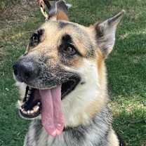 Thumbnail photo of RINGO #1