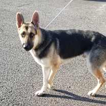 Thumbnail photo of RINGO #4