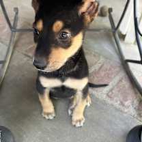 Thumbnail photo of PICASSO #3