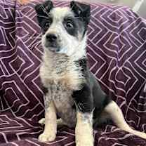 Thumbnail photo of JILL #2