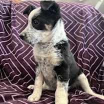 Thumbnail photo of JILL #3