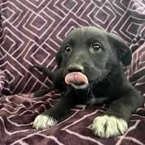 Thumbnail photo of CHARLIE #2