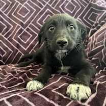 Thumbnail photo of CHARLIE #3