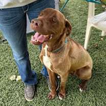 Thumbnail photo of Scrappy #3