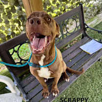 Thumbnail photo of Scrappy #4