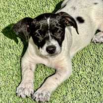 Thumbnail photo of COSMO #1