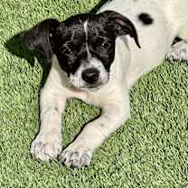 Thumbnail photo of COSMO #3