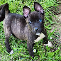 Thumbnail photo of Luke - LJ #1