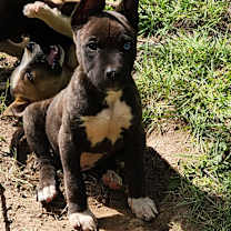 Thumbnail photo of Luke - LJ #3