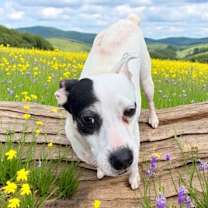 Thumbnail photo of Mamabear #1