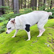 Thumbnail photo of Mamabear #2