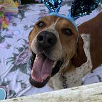 Thumbnail photo of Bama #2