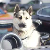 Thumbnail photo of Poncho #4