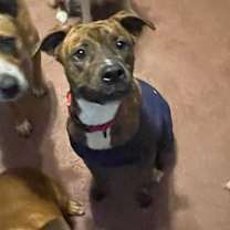 Thumbnail photo of Remi #1