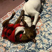 Thumbnail photo of Remi #3