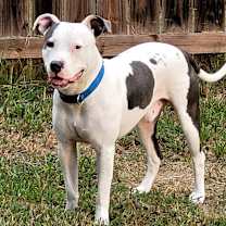 Thumbnail photo of Louie #2