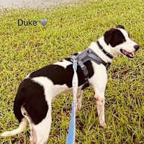Thumbnail photo of Duke #1