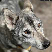 Thumbnail photo of Lyra WOLFDOG!!! #2