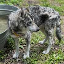 Thumbnail photo of Lyra WOLFDOG!!! #3