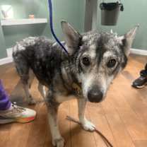 Thumbnail photo of Lyra WOLFDOG!!! #4