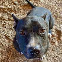 Thumbnail photo of Pete #2