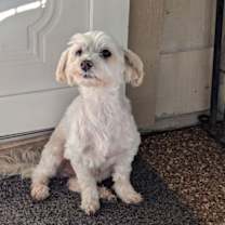 Thumbnail photo of Cotton #1