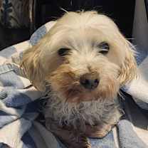 Thumbnail photo of Cotton #3