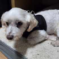 Thumbnail photo of Cotton #4