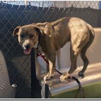 adopt-pet