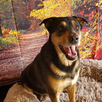 Thumbnail photo of Alfalfa JuM #4