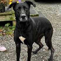 Thumbnail photo of Lulu #2