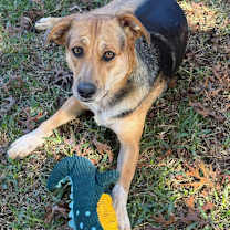 Thumbnail photo of Nala2 #3