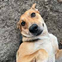 Thumbnail photo of Nala2 #4