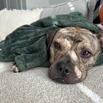 Thumbnail photo of Willy #2